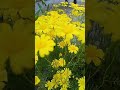 golden Daisy flower name