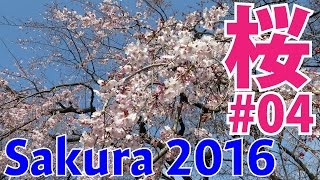 [2016 Spring] Sakura Report #4 Mar. 30, 2016 in Tokyo [HD]