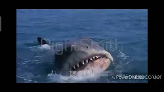 THE REAL SHARK FROM JAWS AND JAWS 2 AND JAWS THE REVENGE