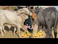 Today Multan Cow Mandi Saturday latest price update || kheerayy janwar 2025