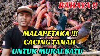 MALAPETAKA CACING TANAH UNTUK MURAI BATU