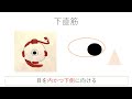 寄り目チャレンジ＃tiktokでバズリ【目の筋肉と作用】＃斜視