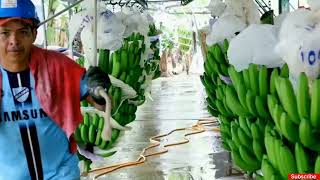 Banana Harvesting - Banana Processing In Factory - Harvesting Machine 2023