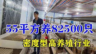 比养牛养更赚钱，比养鸡鸭少操心，1斤卖508元，年收入45万，暴利【三农雷哥】