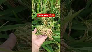 Kaveri 272 paddy #farming #kheti #paddy #agriculturesupervisor #agriculture