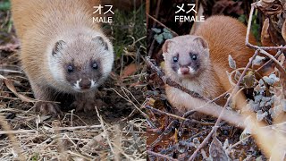 イタチのオスとメスの見分け方　Japanese Weasel - male and female differences　Donnola giapponese - maschio e femmina