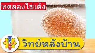 มาทำไข่เด้งดึ๋งกันเถอะ! - ทำง่ายๆใช้ของแค่ 3 อย่าง | วิทยาศาสตร์สนุกๆ กับ วิทย์หลังบ้าน