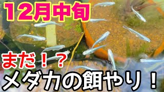 冬なのに食いつき抜群のメダカの餌とは！？12月のメダカ睡蓮ビオトープ