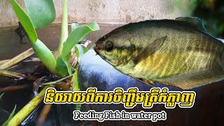 ចិញ្ចឹមត្រីកំភ្លាញ | Feeding fish in water pot