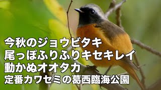 ジョウビタキが来た ダンス上手キセキレイ動かぬオオタカ 葛西臨海公園野鳥