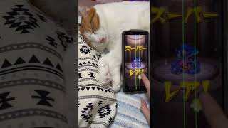 壊れたスマホで引いてもらった#モンスト #ねこ