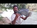 big size tilapia fish hunting professional fisher man tilapia fishing catching video