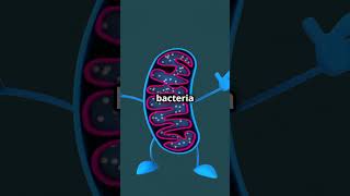 Mitochondria Have Their Own DNA! 🤯 #Science #Genetics #Biology #Cells #DNA