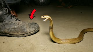 छोटा लेकिन बहुत ही खतरनाक जहरीला नाग से पाला पड़ गया।very agressive Baby cobra rescued at night