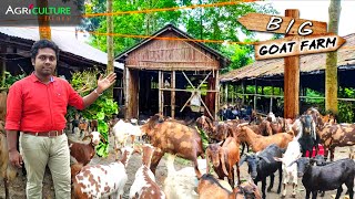 Big GOAT FARMING in India | আধুনিক পদ্ধতিতে ছাগল পালন | Low Cost Goat Farming