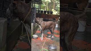 #bullykuttatraining#bullykutta#largedog#dogs#viral#shorts