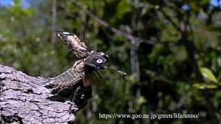 カワリタマムシの飛翔　Polybothris goryi in flight