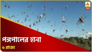 করোনা উদ্বেগের মধ্যেই সীমান্ত পেরিয়ে দেশে পঙ্গপালের হানা, সক্রিয় ৬ রাজ্যে