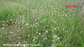 ទេសភាពធម្មជាតិពិតៗ | Natural Landscape | Natural Landscape on the field | Small garden and Flower