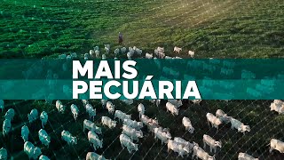 Mais Pecuária | 03/02/2025