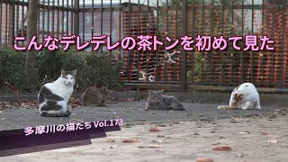 【多摩川の猫たち Vol.173】　こんなデレデレの茶トンを初めて見た　【地域猫】