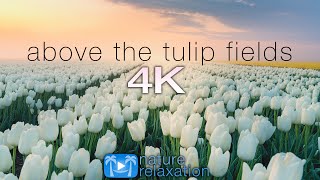 ABOVE THE TULIP FIELDS (4K) Holland Spring 2 HR Aerial Drone Film + Calming Music - Quarantine 2020