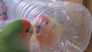 コザクラインコ～コザクラ日記～レモン、6歳のお誕生日おめでとう🎵