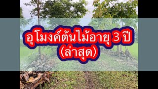 อุโมงค์ต้นไม้อายุ3ปี( ล่าสุด)@เกษตรกรมีสุข