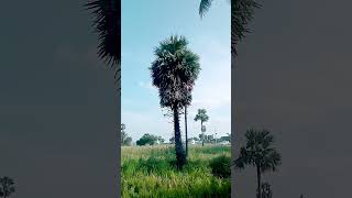 my house 🏠 neer Tree 🌴🌴🌴