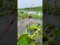 Very amazing unique fish catching in pond #fish #fishvideo #shorts #fishingshorts