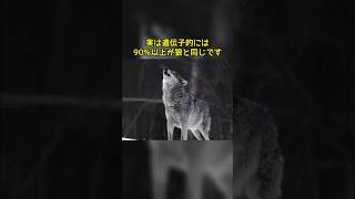 柴犬さん、遺伝子的にほぼ狼wwww