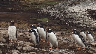 As Gentoo penguins dive, their location data takes flight