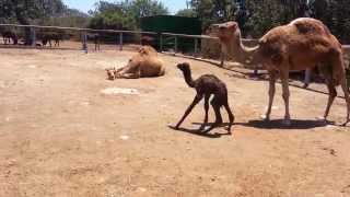 Baby Camel First Steps