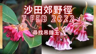 7 Feb 2022 閑遊沙田郊野徑