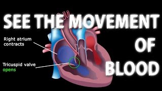 The Pathway of Blood Flow Through the Heart, Animation.