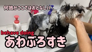 洗面台で泡風呂に入る犬　ミニチュアシュナウザー