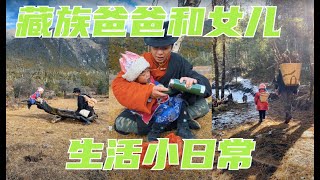 高原上的一天，女兒奴的放牛生活，小志瑪陪爸爸去上山撿乾鬆果！｜洛桑和小志瑪