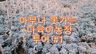 다육이 농장 여러분들이 볼수 없는 공간 보여 드릴게요 succulents 多肉植物