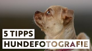 5 (Anfänger-) Tipps für tolle Hundefotos