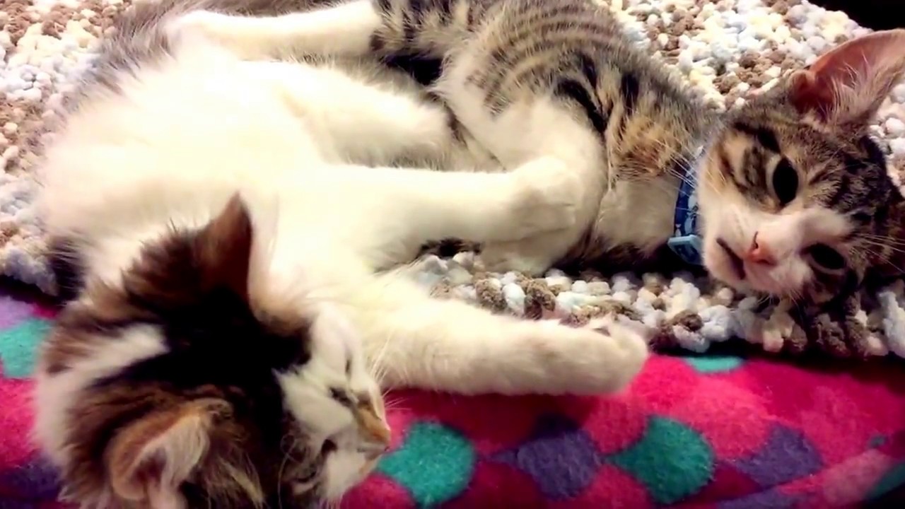 Kittens Wrestling Youtube