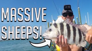 Where To Catch BIG Sheepshead In Early Summer