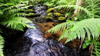 10 hours Relaxing  water stream, birds, chimes 🎧Flute Music mix ♫  relax, sleep, meditation