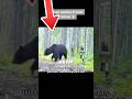 Poor bear only got 3 likes 😔 #funny #funnyanimals #animals #cute #funnyvideo #shorts #viralshorts