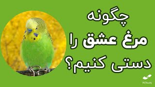 چگونه مرغ عشق را دستی کنیم ؟