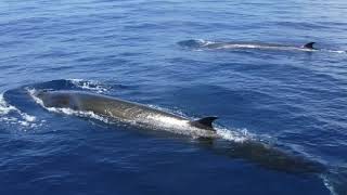 ホエールウォッチング＠高知（ニタリクジラ） Whale Watching in KOCHI (Balaenoptera brydei）2019年7月