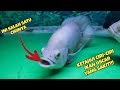 Sick Albino Oscar Fish - Characteristics of Sick Oscar Fish