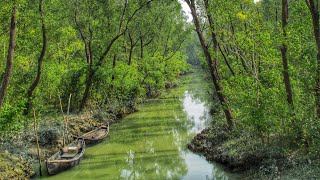 বিষখালি,পায়রা এবং বলেশ্বর নদীর মোহনা থেকে দেখা সুন্দরবন //World's Largest Mangrove Forest Bangladesh