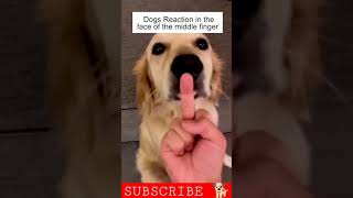 Dogs Epic reaction to Middle Finger 😂 | funny dog video