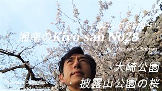 海と山の湘南暮らしNo28　大崎公園・披露山公園の桜