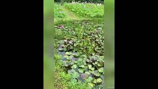 清流の水で咲く最も美しいハスの花